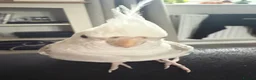Cockatiels birds for sale: Handsome male cockatiel  - Advert 4