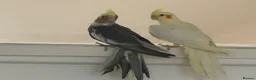 Mixed Breed birds for sale: Baby Cocatiel birds and budgies - Advert 27