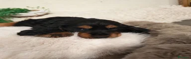 Cocker Spaniel 5
