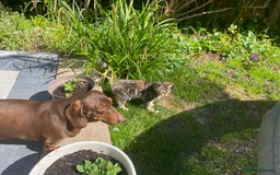 Miniature Dachshund dogs for sale: Beautiful Dachshund  - Image 1