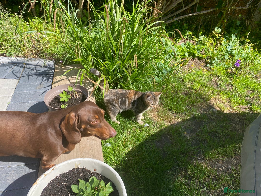 Miniature Dachshund dogs for sale: Beautiful Dachshund  - Image 1