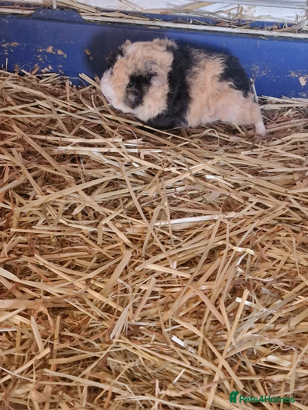Guinea Pig rodents for sale: Guinea pigs all ages - Advert 12