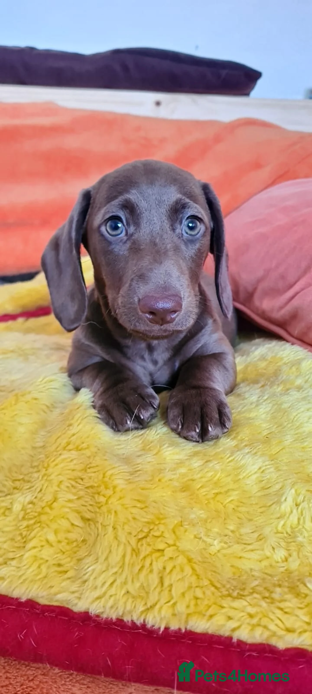 Miniature Dachshund dogs for stud: 💙 STUNNING SOLID BLACK MINIATURE STUD BOY💙 in Leicester - Advert 14