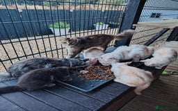 Maine Coon cats for sale: Home raised stunning Mainecoon boys. - Image 2