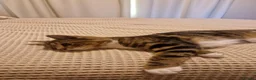 Mixed Breed cats for sale: Luna - 6 months old kitten  - Advert 3