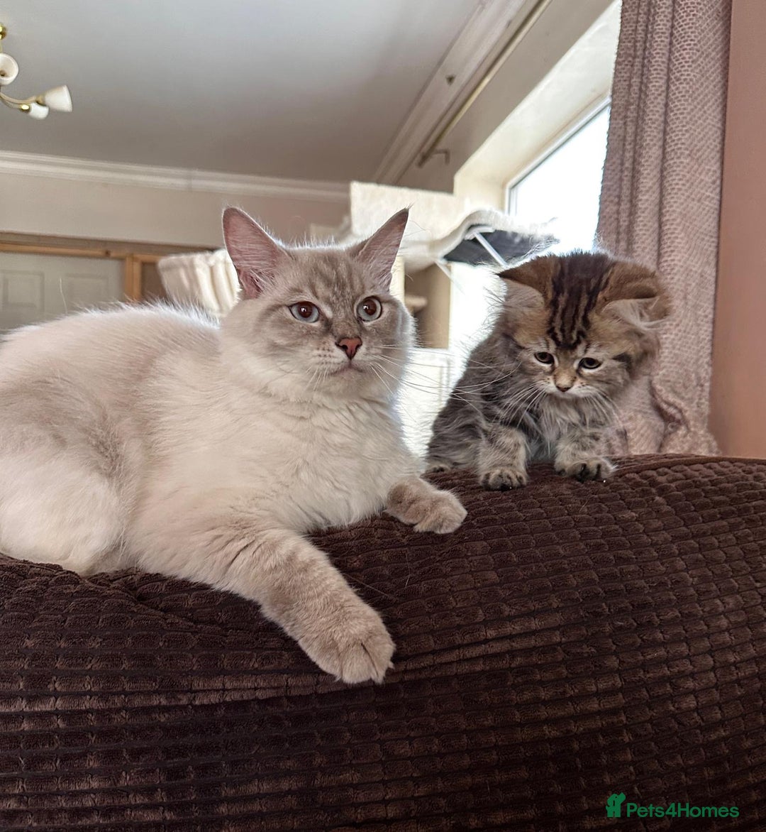 Persian cats for sale: ❤️2 affectionate Persian/Siberian mix babies❤️ - Image 6