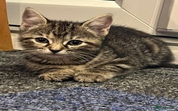 Mixed Breed cats for sale: Half bengal / tabby’s  - Image 3
