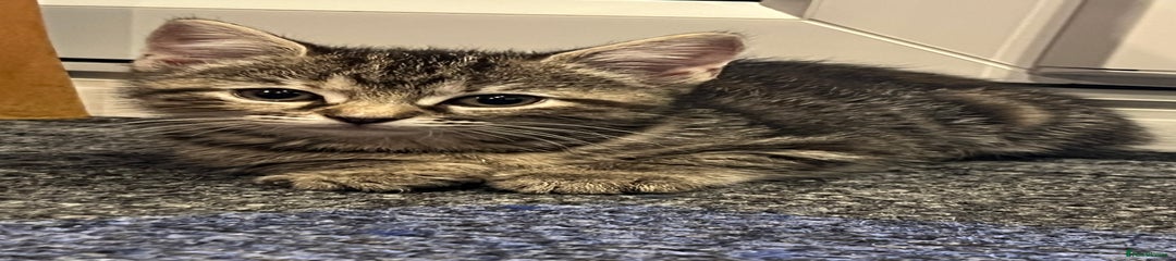 Mixed Breed Kitten 1