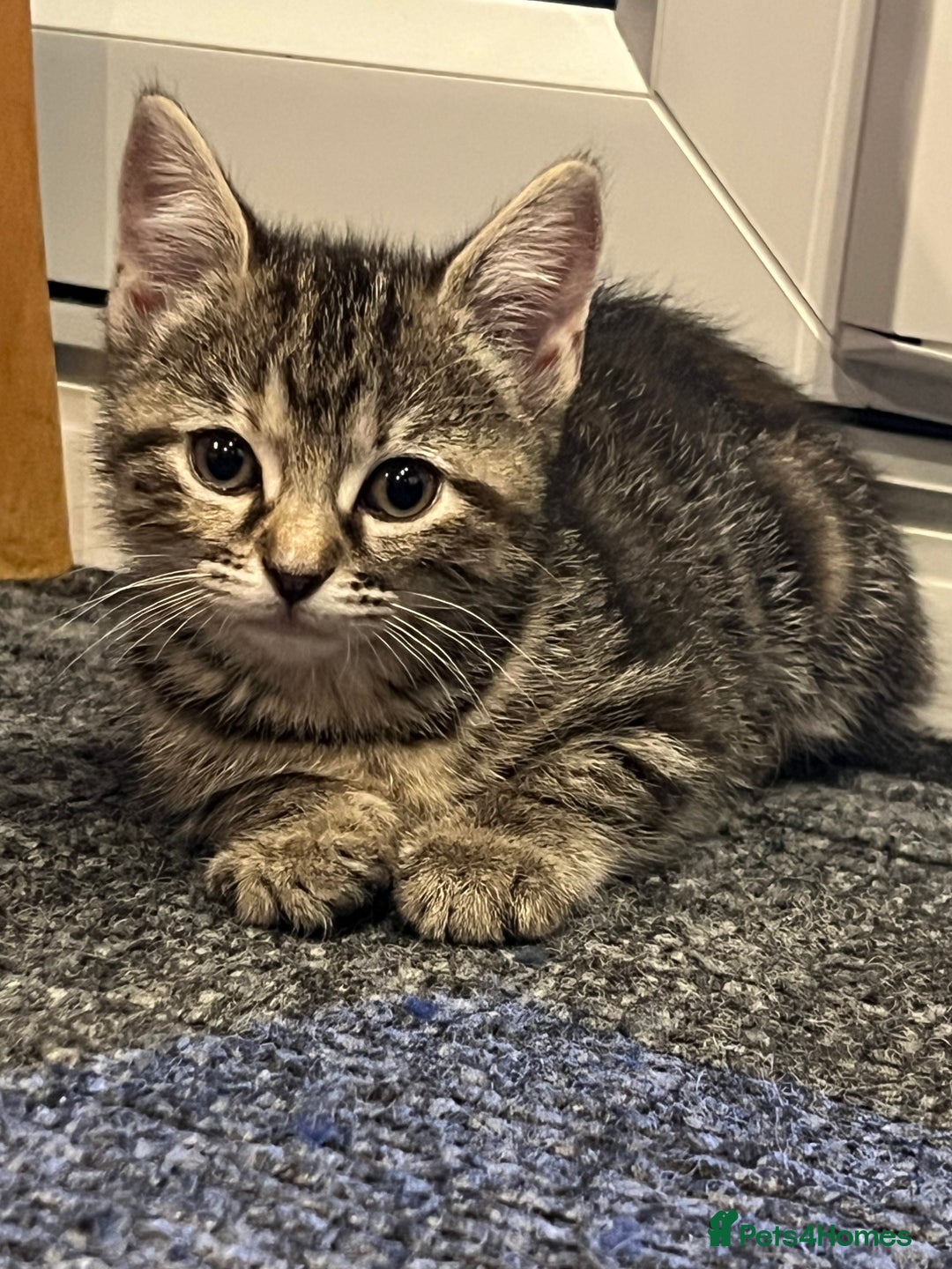 Mixed Breed cats for sale: Half bengal / tabby’s  - Image 3