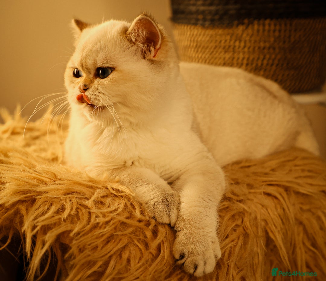 British Shorthair cats for sale: TICA British Shorthair Kittens Champion bloodline in Bedford - Image 19
