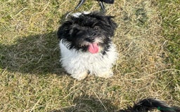 Mixed Breed dogs for sale: 1 male shihpoo needs rehoming  - Image 2