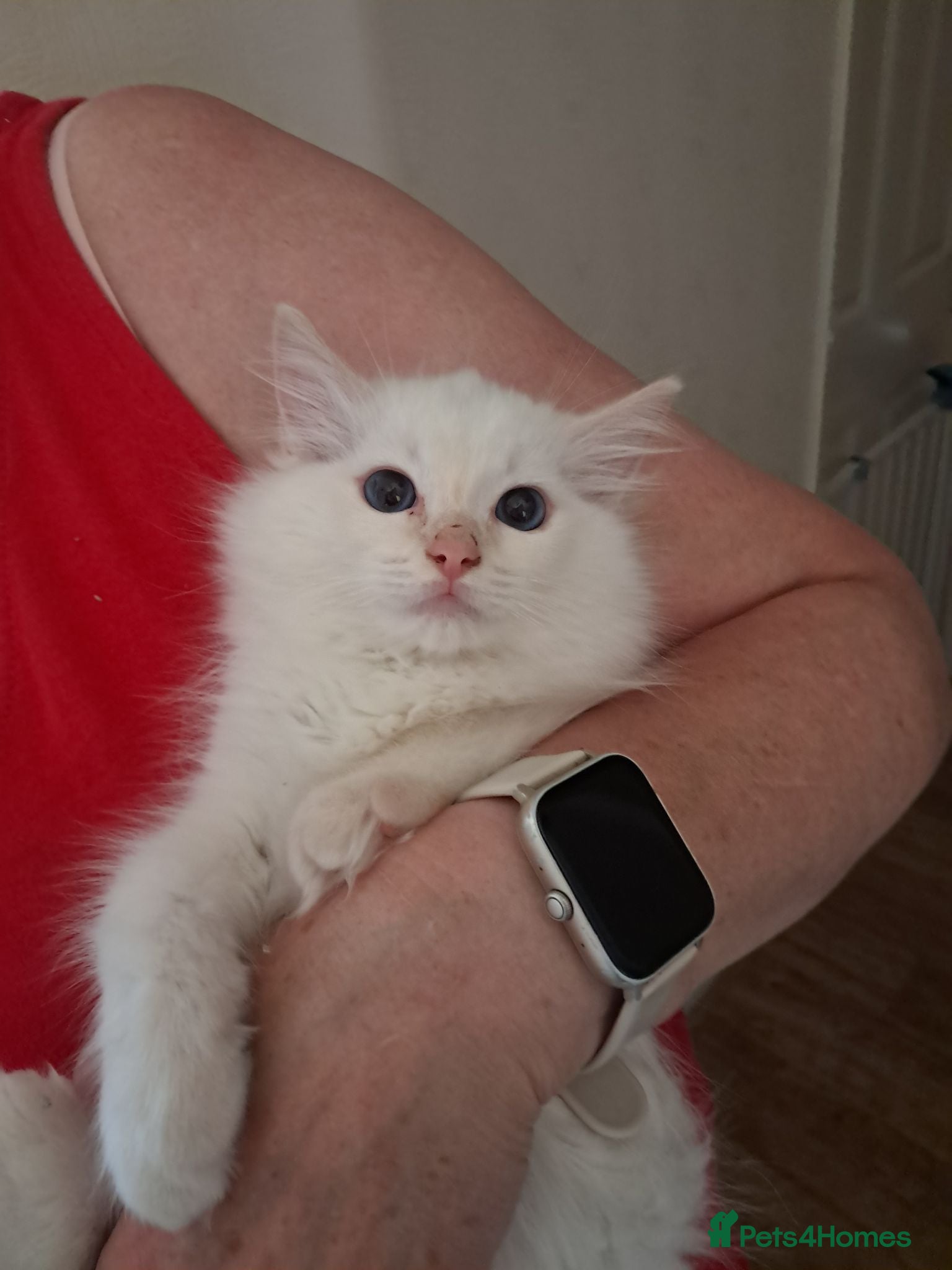 Ragdoll cats REDUCED Ready NOW 3 amazing GCCF Ragdolls - Advert 17