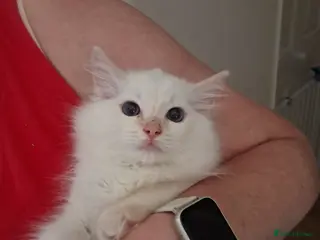 Ragdoll cats REDUCED Ready NOW 3 amazing GCCF Ragdolls - Advert 15