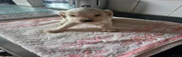 Cocker Spaniel dogs for sale: 5 gorgeous KC registered show type cocker spaniels - Advert 4