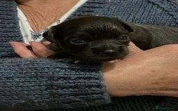 Chihuahua dogs for stud: Merle long haired Chihuahua Stud in Nottingham - Image 22