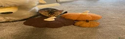Bengal cats for sale: 🐾 BEAUTIFUL TICA REGISTERED BENGAL  – READY NOW  - Advert 14