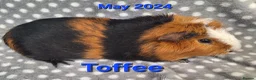 Guinea Pig rodents for sale: Adult guinea pigs  - Advert 7
