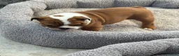 English Bulldog dogs for sale: Beautifully bred English bulldogs  - Advert 5
