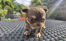 Chihuahua dogs for sale: Beautiful fluffy long haired chihuahuas - Image 30