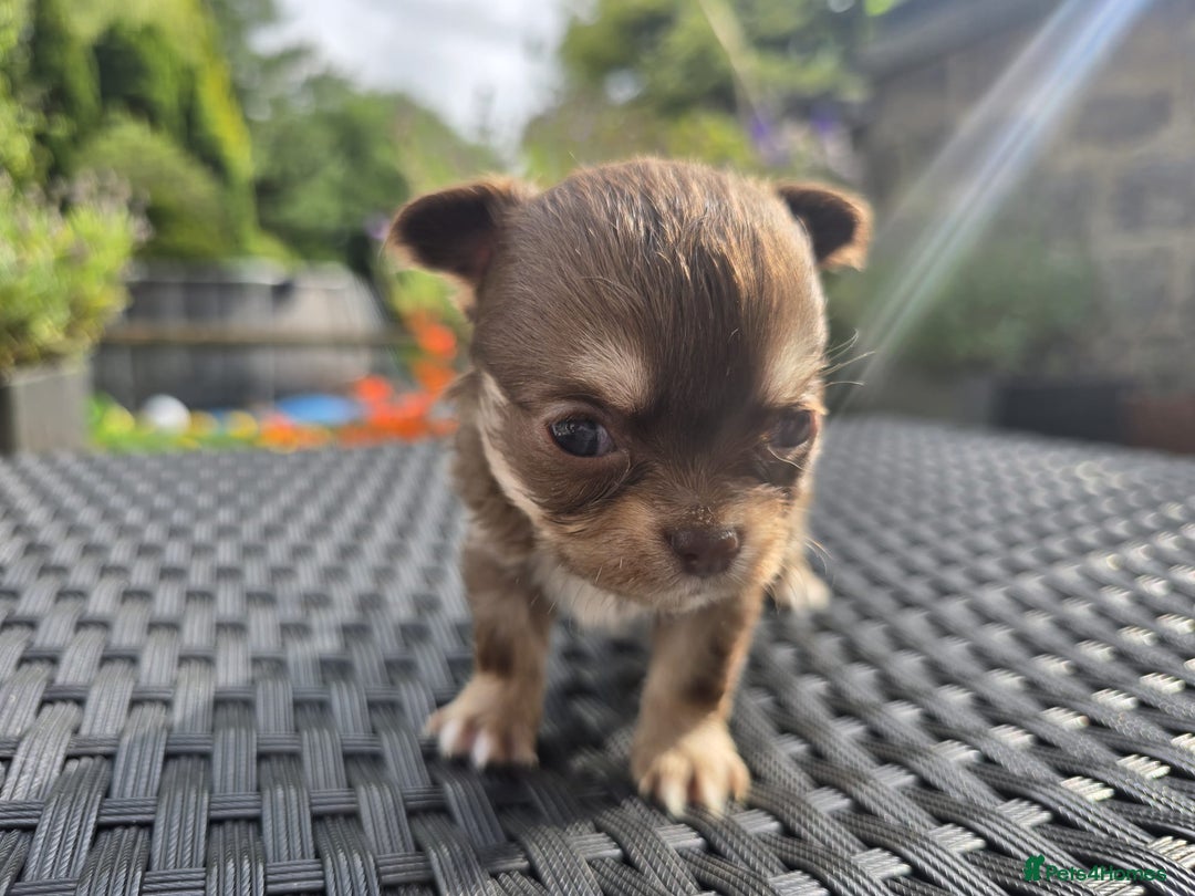 Chihuahua dogs for sale: Beautiful fluffy long haired chihuahuas - Image 30