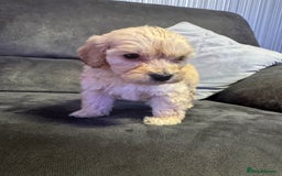 Cockapoo dogs for sale: Apricot Cockapoo Puppies  - Image 10