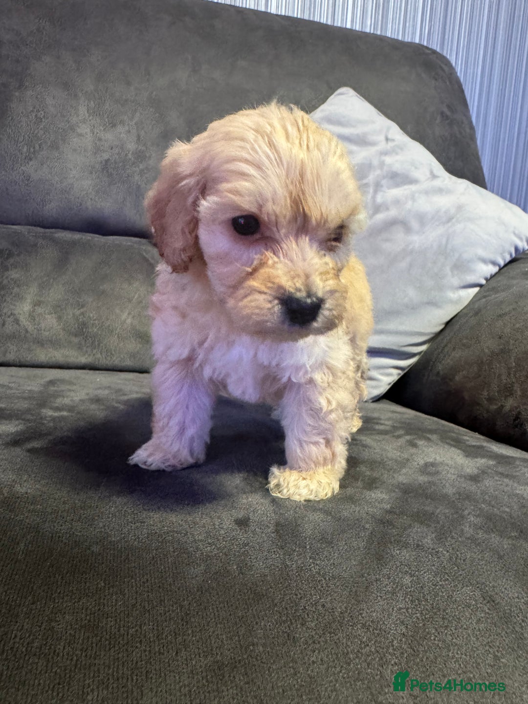 Cockapoo dogs for sale: Apricot Cockapoo Puppies  - Image 10