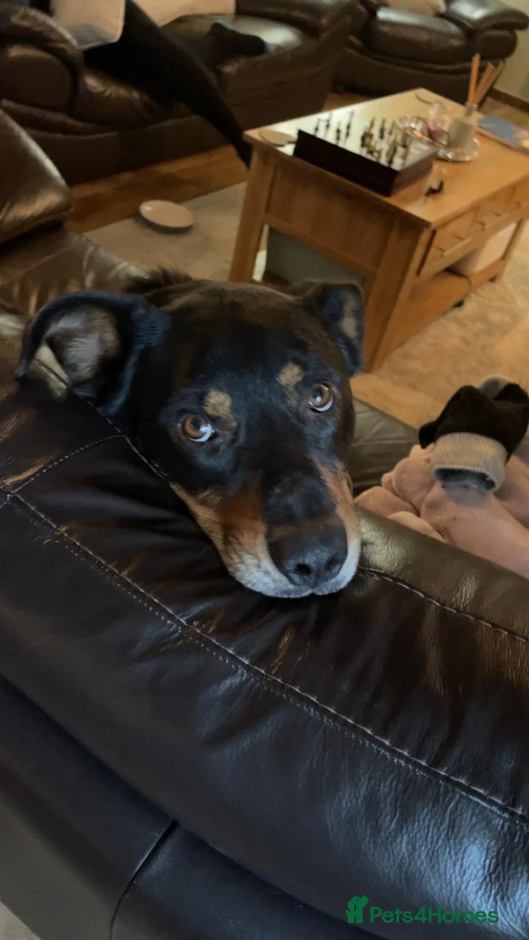 Mixed Breed dogs for sale: Huntaway x Welsh collie  in Denbigh - Advert 2