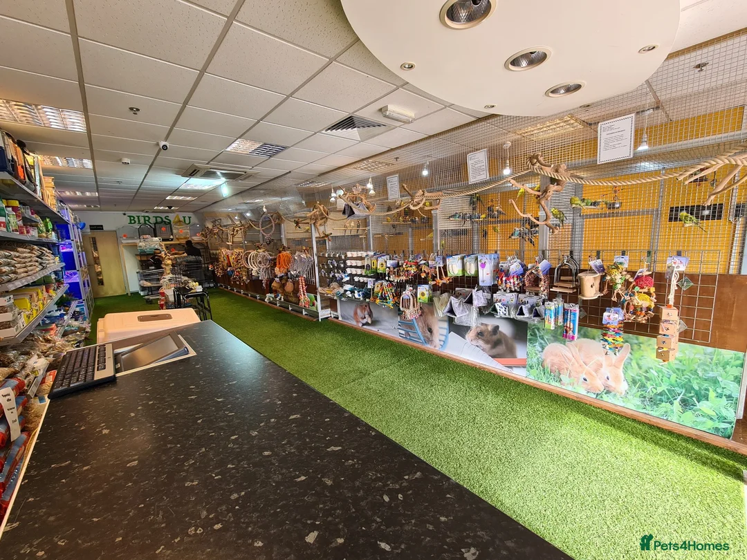 Parrots birds for sale: Talking Parrot and bird Available - Advert 22