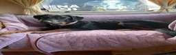 Beauceron dogs for sale: Beauceron puppies in Radstock - Advert 6