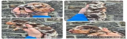 Miniature Dachshund dogs for sale: PRA CLEAR MINIATURE DACHSHUND BOY - Advert 3