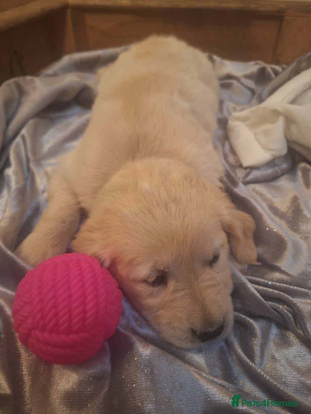Golden Retriever dogs for sale: ⭐️⭐️Gorgeous White Golden Retriever Pups⭐️⭐️ - Advert 13