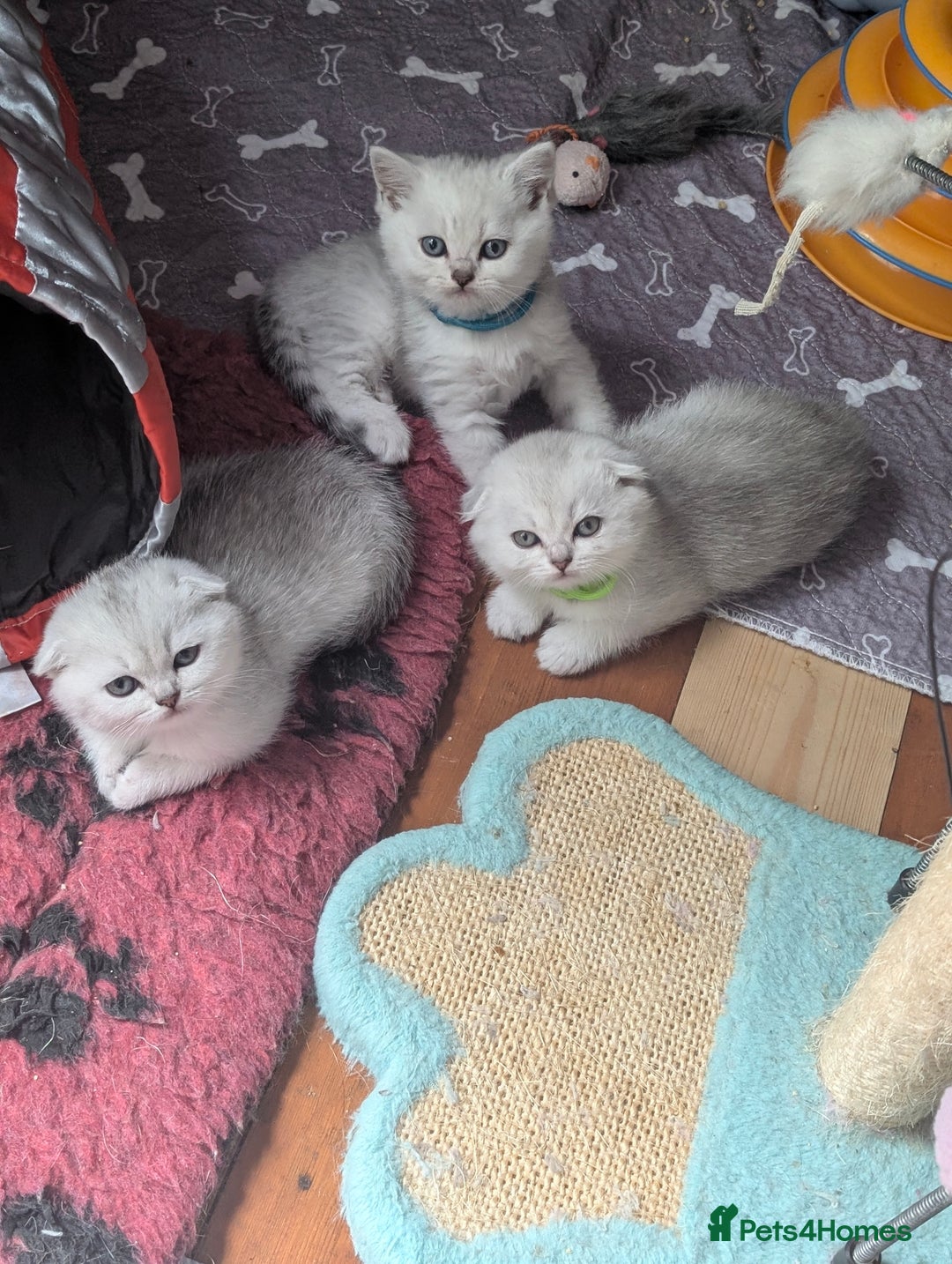 Scottish Fold cats for sale: 🥰 Scottish fold kitties for loving homes 💗 - Advert 10