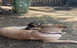 Cockerdor dogs for sale: cockerdor puppies - Image 3