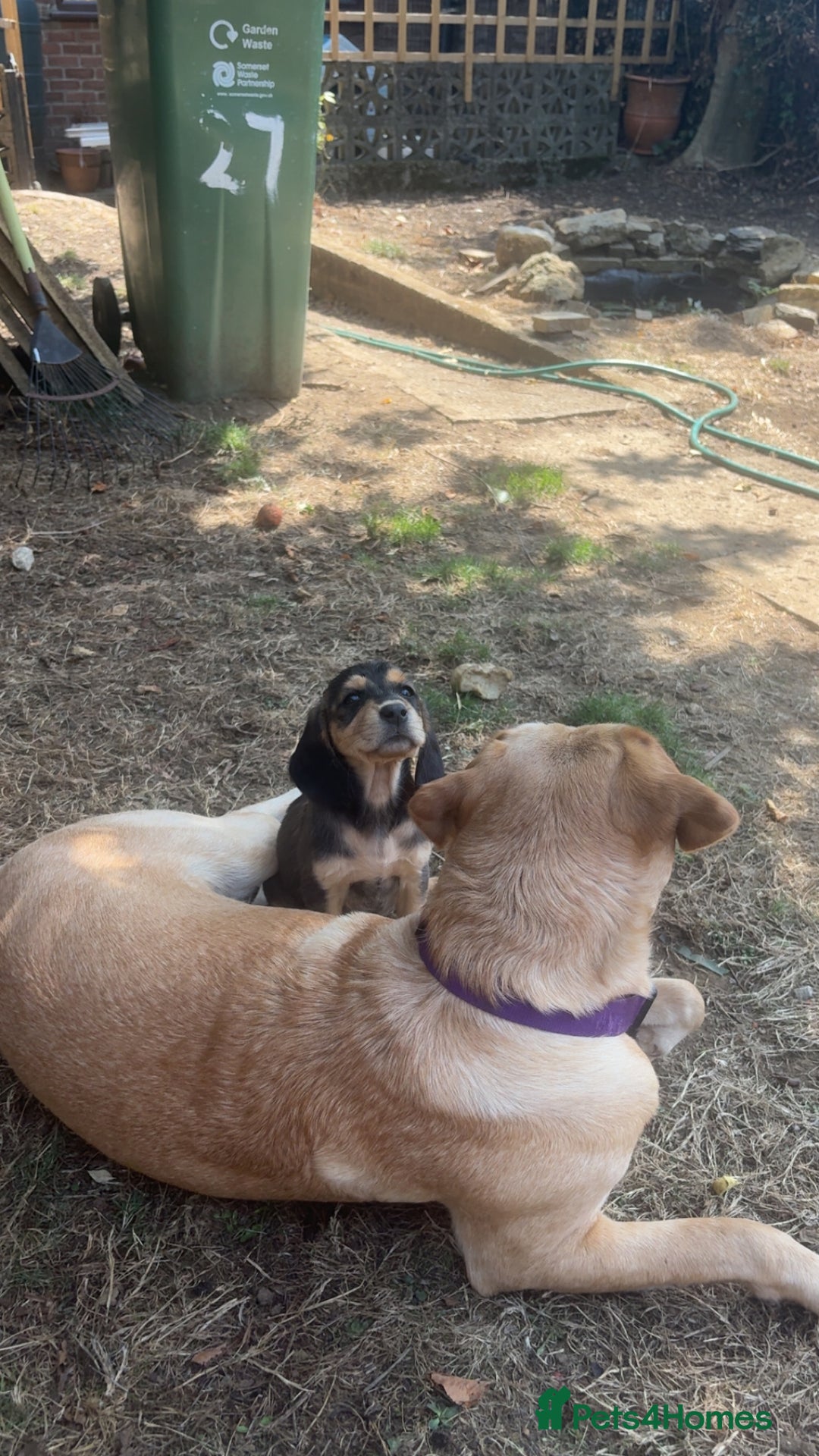 Cockerdor dogs for sale: cockerdor puppies - Image 3