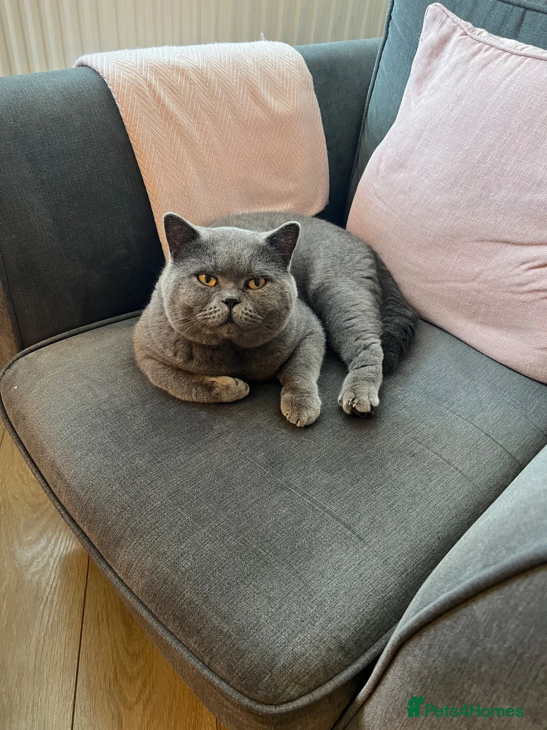 British Shorthair cats for sale: Male BSH lovely boy needs new home - Advert 6