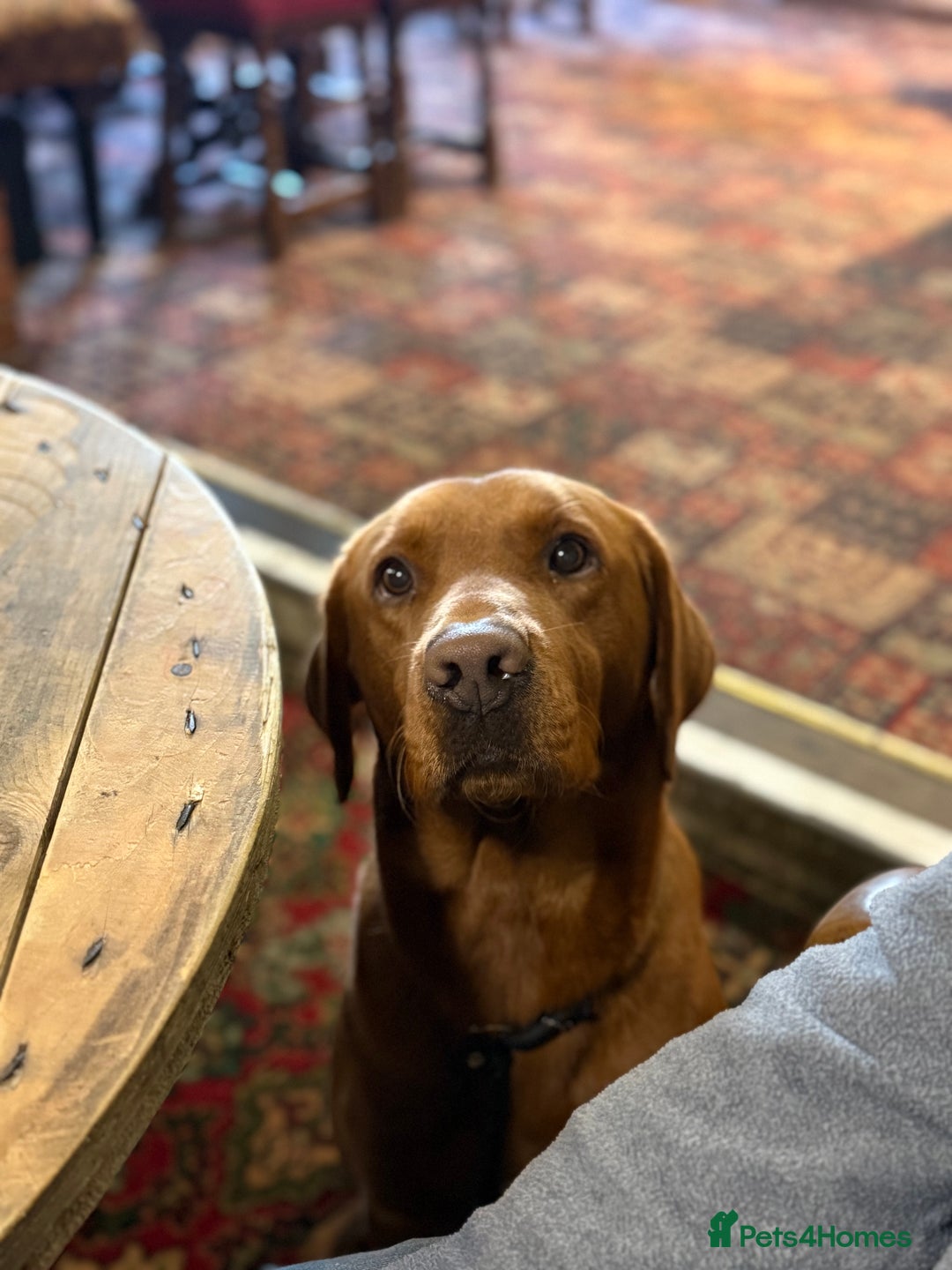 Labrador Retriever dogs for stud: Fox Red Labrador - Advert 4