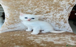 Ragdoll cats for sale: Beautiful ragdoll kittens - Image 6