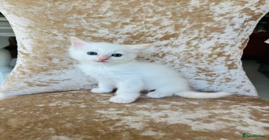Ragdoll cats - Advert 15