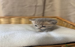 British Shorthair cats for sale: British shorthair kittens  - Image 3