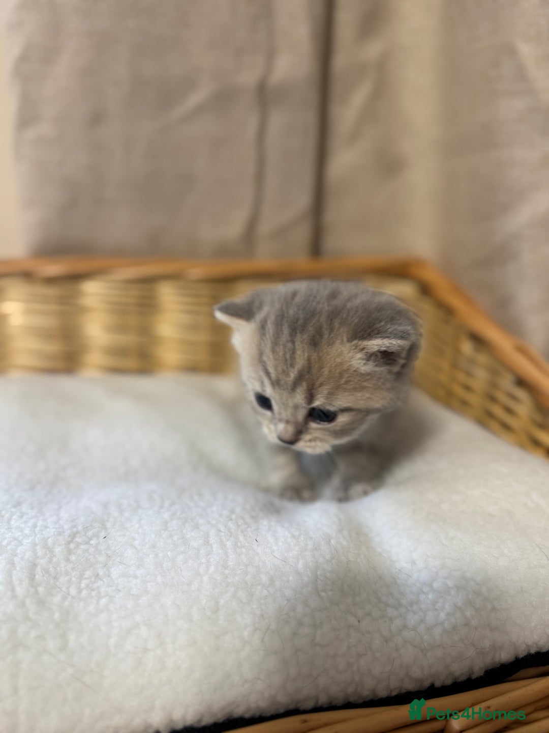 British Shorthair cats for sale: British shorthair kittens  - Image 3