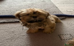 Zuchon dogs for sale: Two beautiful girl Zuchon pups - Image 2