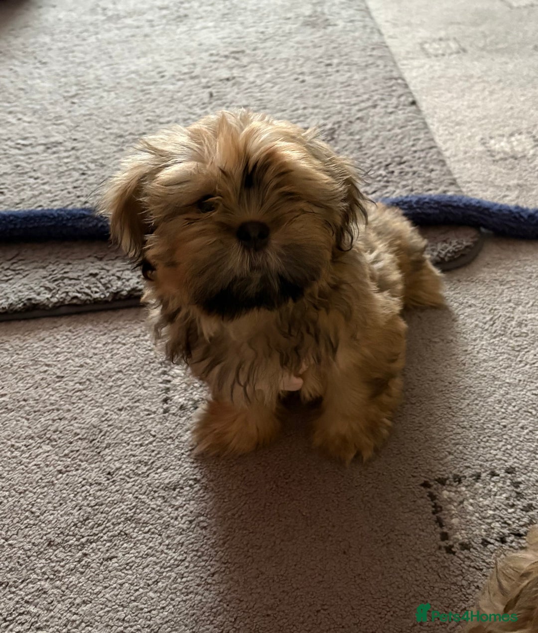 Zuchon dogs for sale: Two beautiful girl Zuchon pups - Image 2