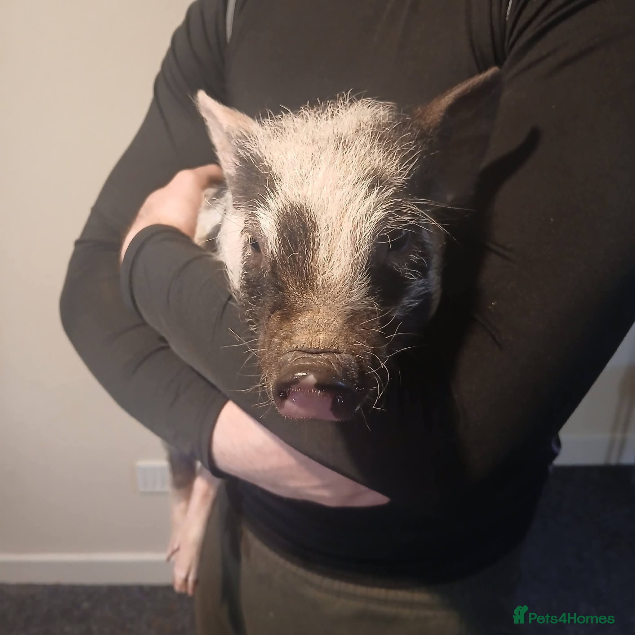 Pig livestock Micro pig for sale - Advert 11