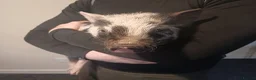 Pig livestock for sale: Micro pig for sale in Knighton - Advert 1