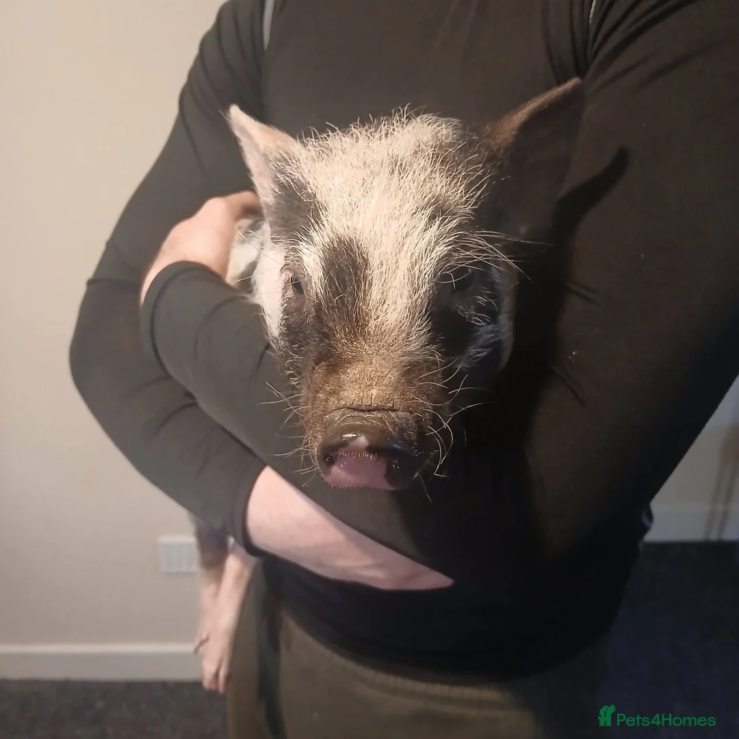 Pig livestock for sale: Micro pig for sale in Knighton - Advert 1