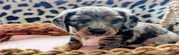 Miniature Dachshund dogs for sale: Miniature Dachshund Puppies, Stunning, Ready May - Advert 23