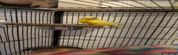 Budgerigars birds for sale: 4 Young Budgies (2 Male, 2 Female) with Full Setup - Advert 8