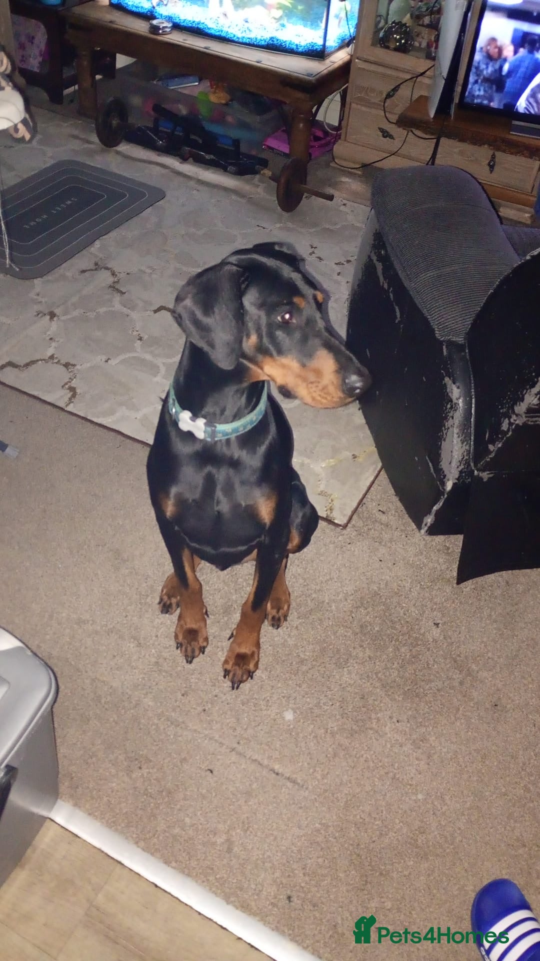Dobermann dogs for sale: 3yr old Male Kiaser - Advert 6