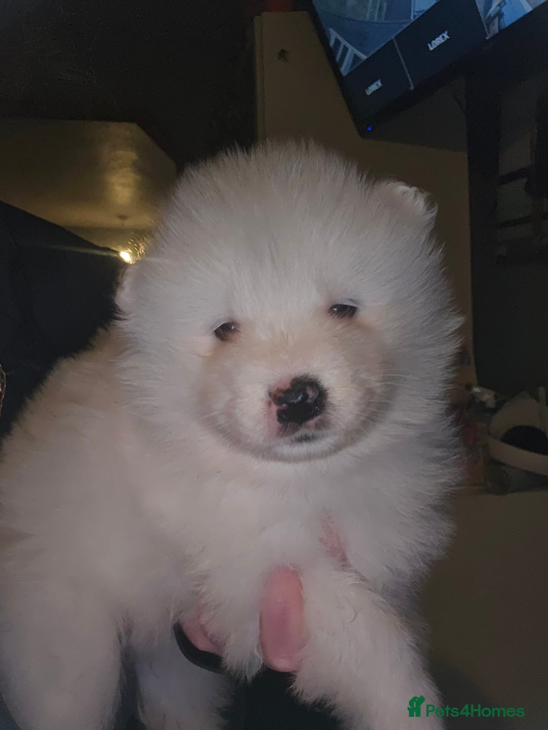 Samoyed dogs for sale: Registered samoyed puppies  - Advert 26