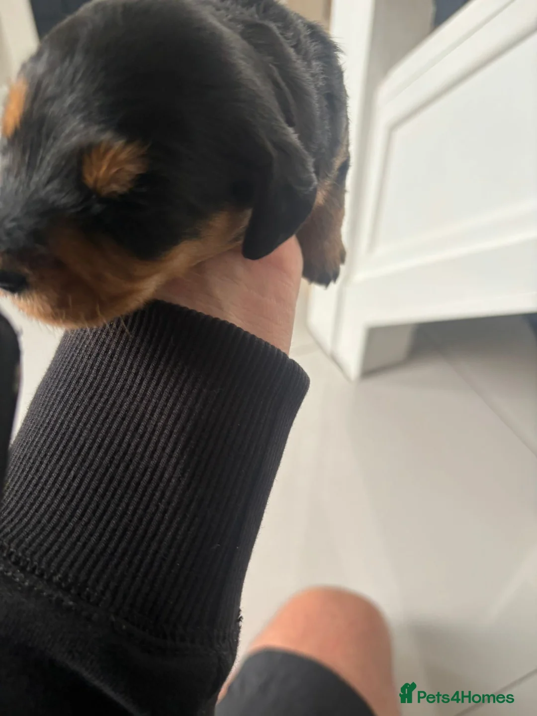 Doxiepoo dogs for sale: Doxipoo  - Advert 1